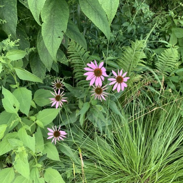 R & G Almanza Landscape Inc